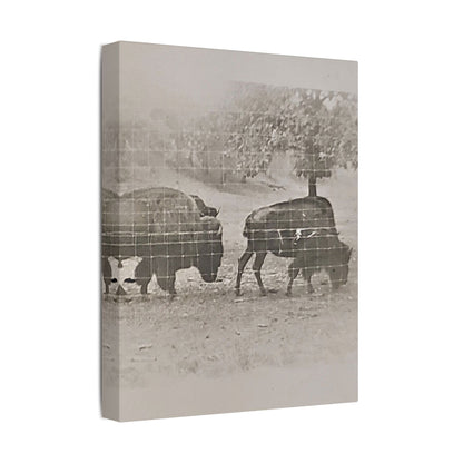Buffalo at Redwood Falls Satin Canvas Stretched