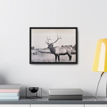 Yellowstone Bull Elk Gallery Canvas Wraps Horizontal Frame 16″ x 12″ Black Premium Gallery Wraps (1.25″)