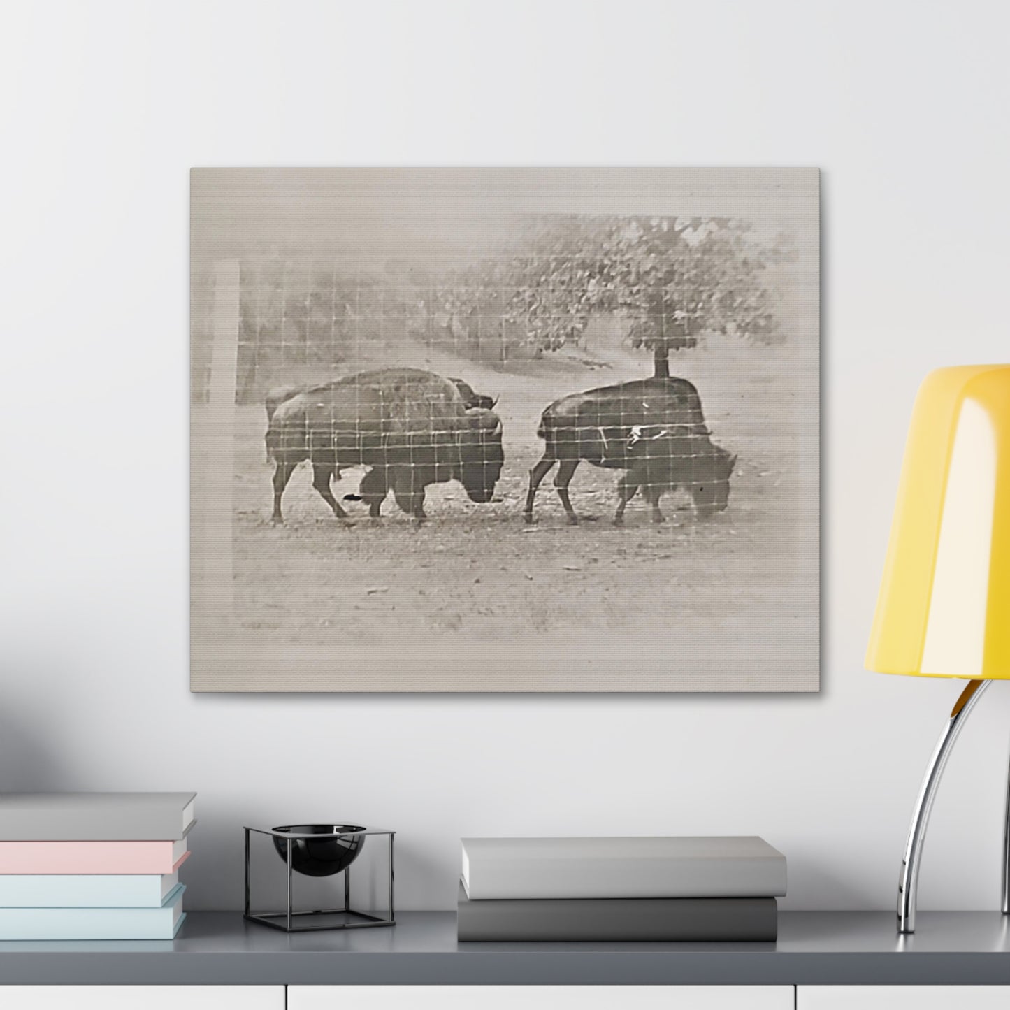 Buffalo at Redwood Falls Canvas Gallery Wraps