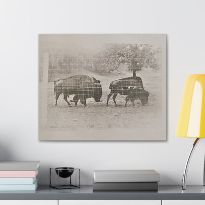 Buffalo at Redwood Falls Canvas Gallery Wraps 24″ x 20″ 1.25"