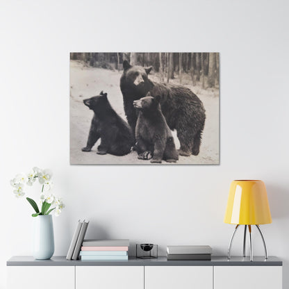 Yellowstone Black Bears Canvas Gallery Wraps 40″ x 30″ 1.25"