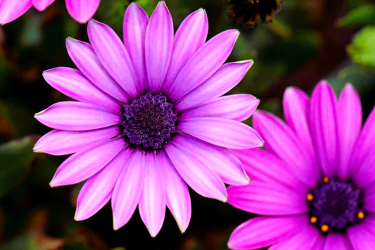 Osteospermum Flower Seeds 40 PCS Mixed Colors Perennial Garden Seeds - - Seeds