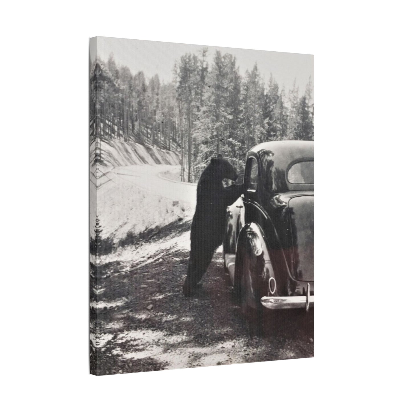 Yellowstone Bear Car Satin Canvas, Stretched