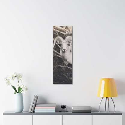 Yellowstone Big Horn Sheep Canvas Gallery Wraps 12″ x 36″ 1.25"