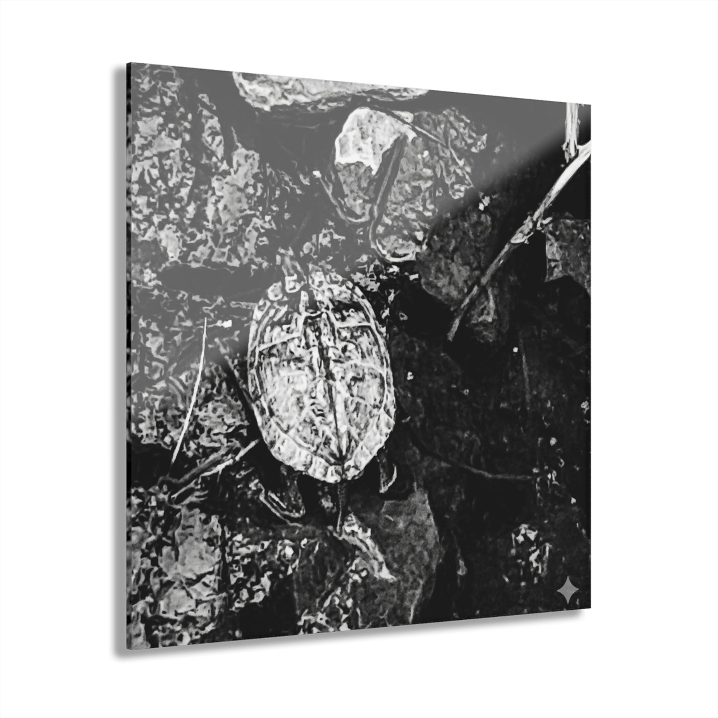 Black & White Turtle Macro Acrylic Print — Modern Nature Wall Art French Cleat Hanging - 12″ x 12″ 0.25'' - Home Decor