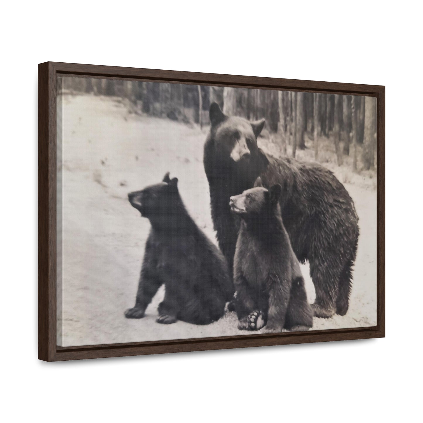 Yellowstone Black Bears Gallery Canvas Wraps, Horizontal Frame