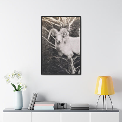 Yellowstone Big Horn Sheep Gallery Canvas Wraps Vertical Frame 24″ x 36″ Premium Gallery Wraps (1.25″) Black