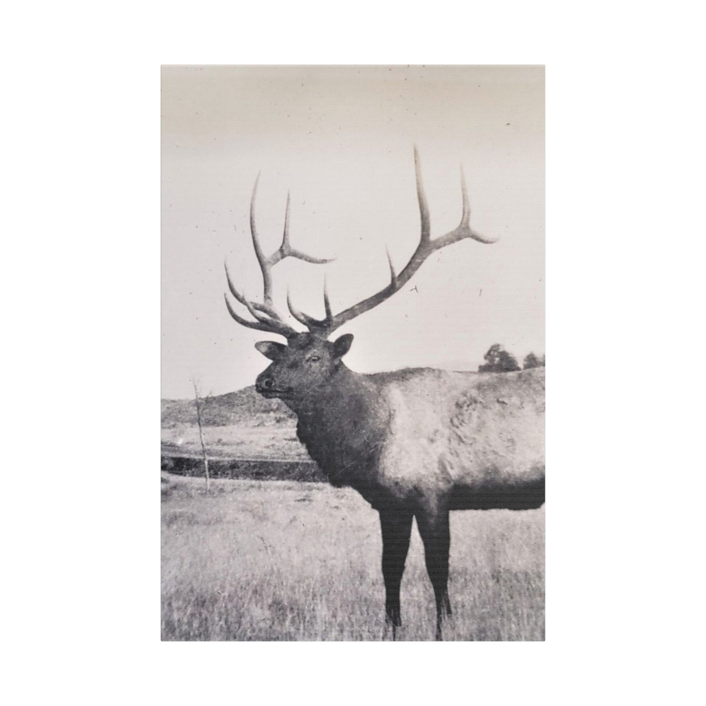 Yellowstone Bull Elk Satin Canvas, Stretched