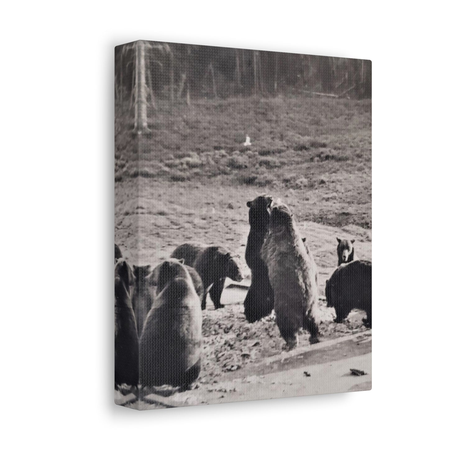 Yellowstone Grizzly Bears Stretched Canvas