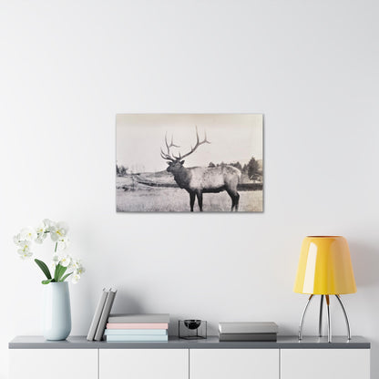 Yellowstone Bull Elk Canvas Gallery Wraps 30" x 20" 1.25"