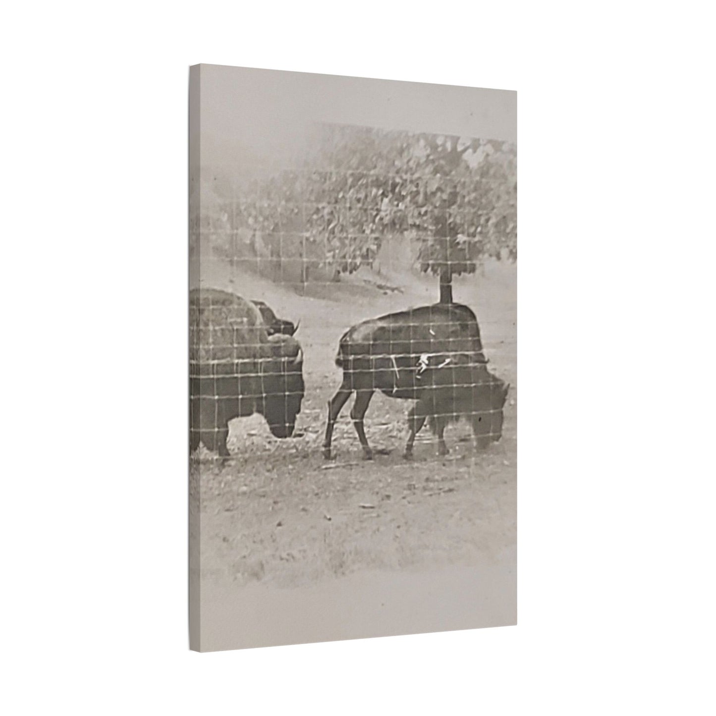 Buffalo at Redwood Falls Satin Canvas, Stretched