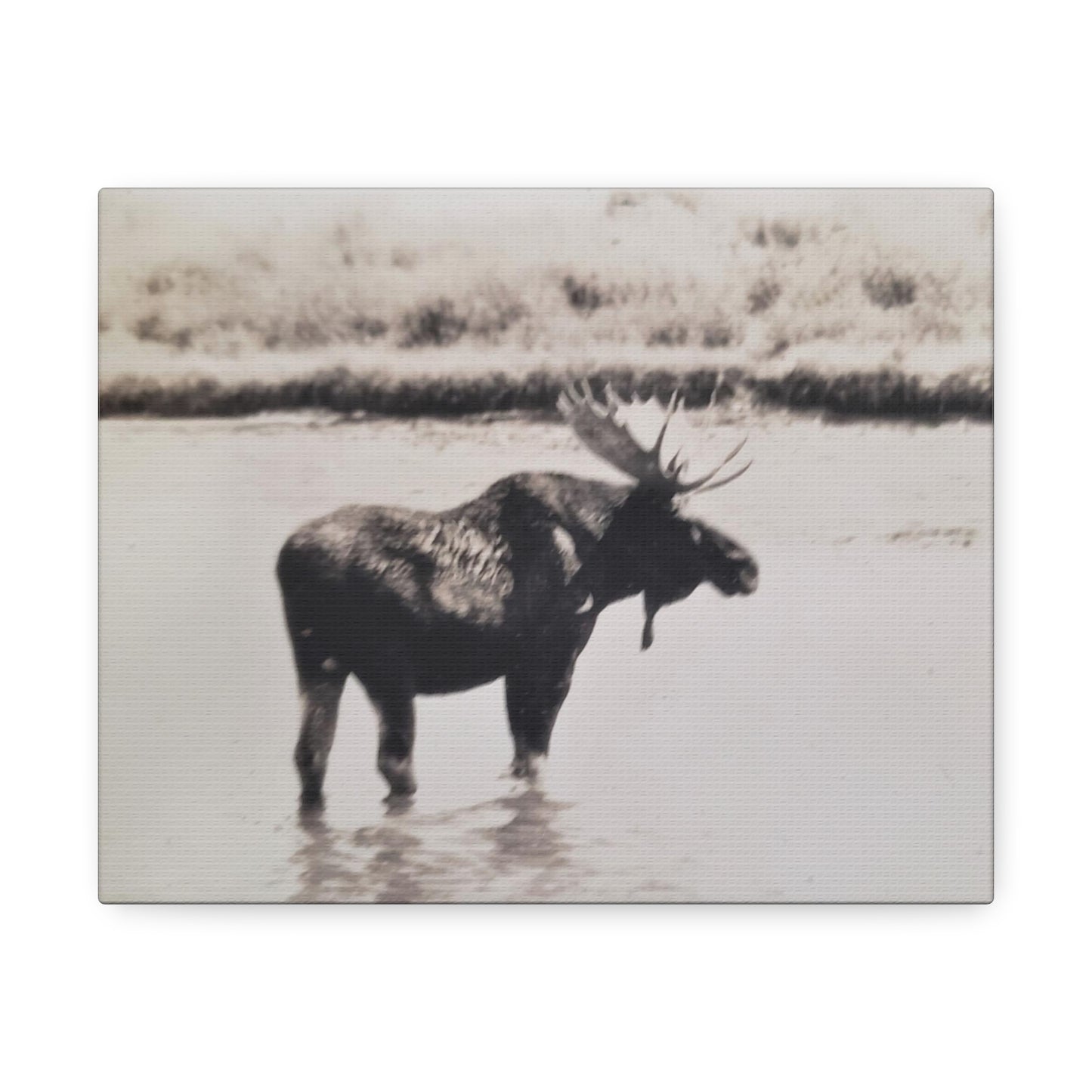 Yellowstone Bull Moose Stretched Canvas