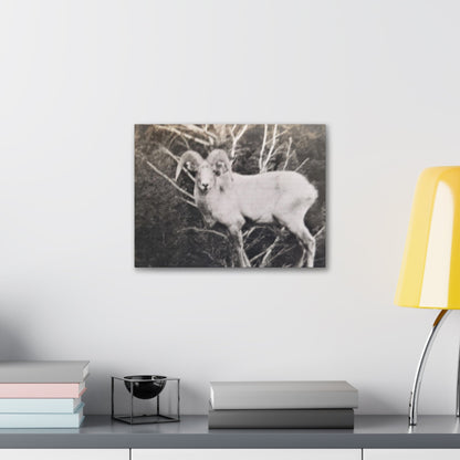 Yellowstone Big Horn Sheep Canvas Gallery Wraps 16″ x 12″ 1.25"
