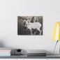Yellowstone Big Horn Sheep Canvas Gallery Wraps 16″ x 12″ 1.25"