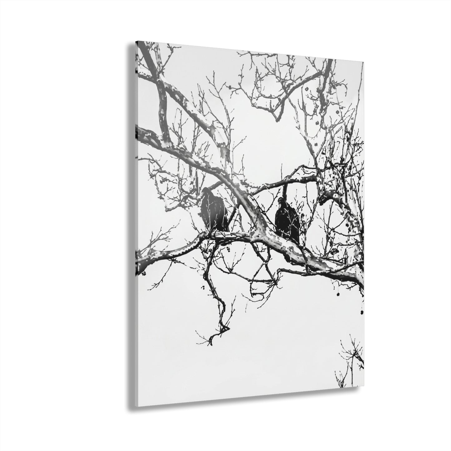 Black & White Buzzards Silhouette Acrylic Print — Modern Minimalist Wall Art - - Home Decor