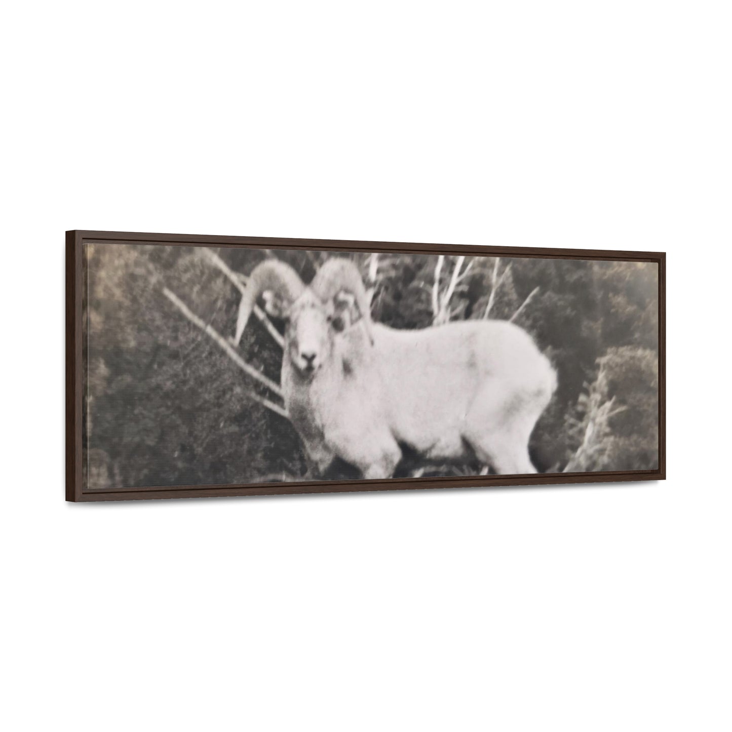 Yellowstone Big Horn Sheep Gallery Canvas Wraps, Horizontal Frame