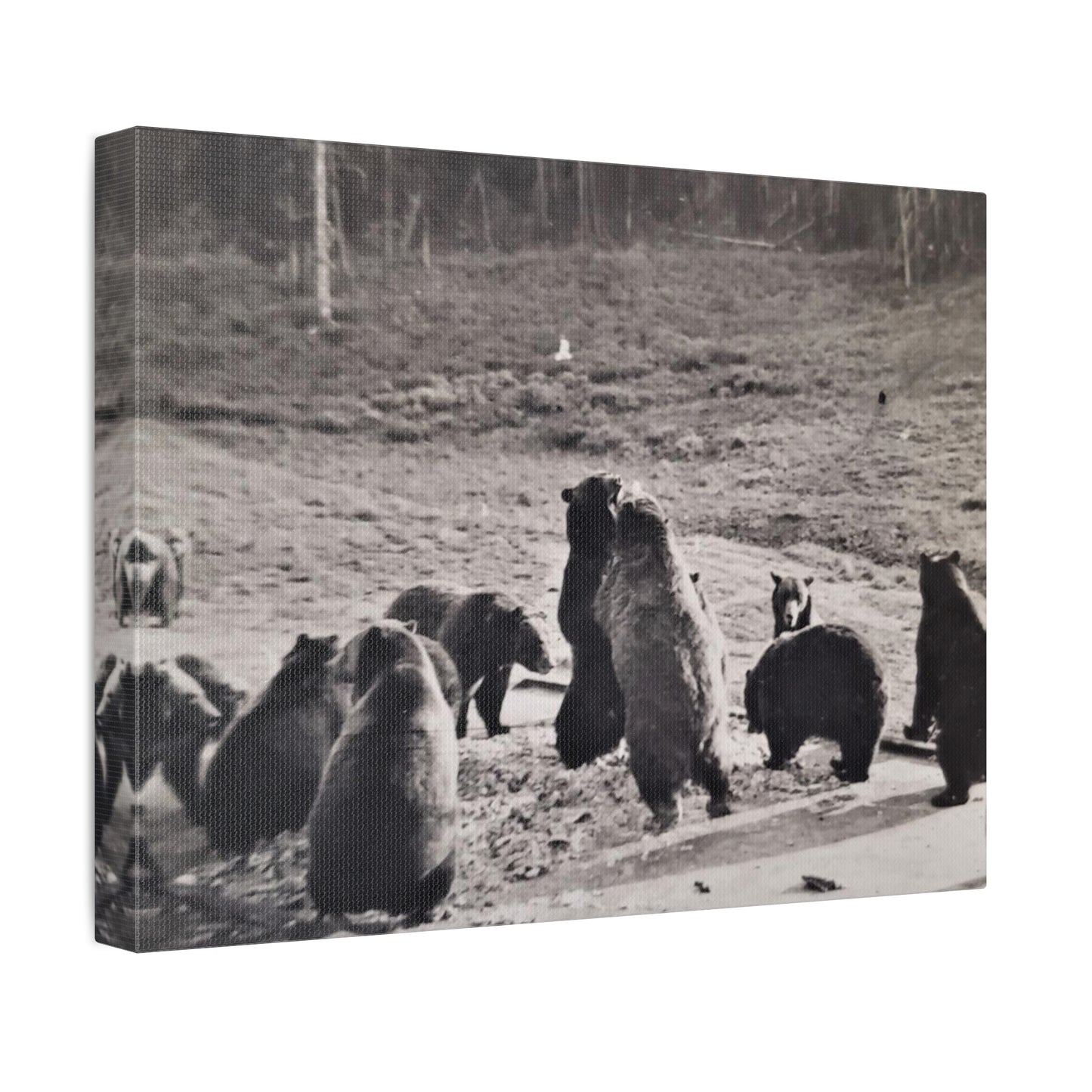 Yellowstone Grizzly Bears Stretched Canvas