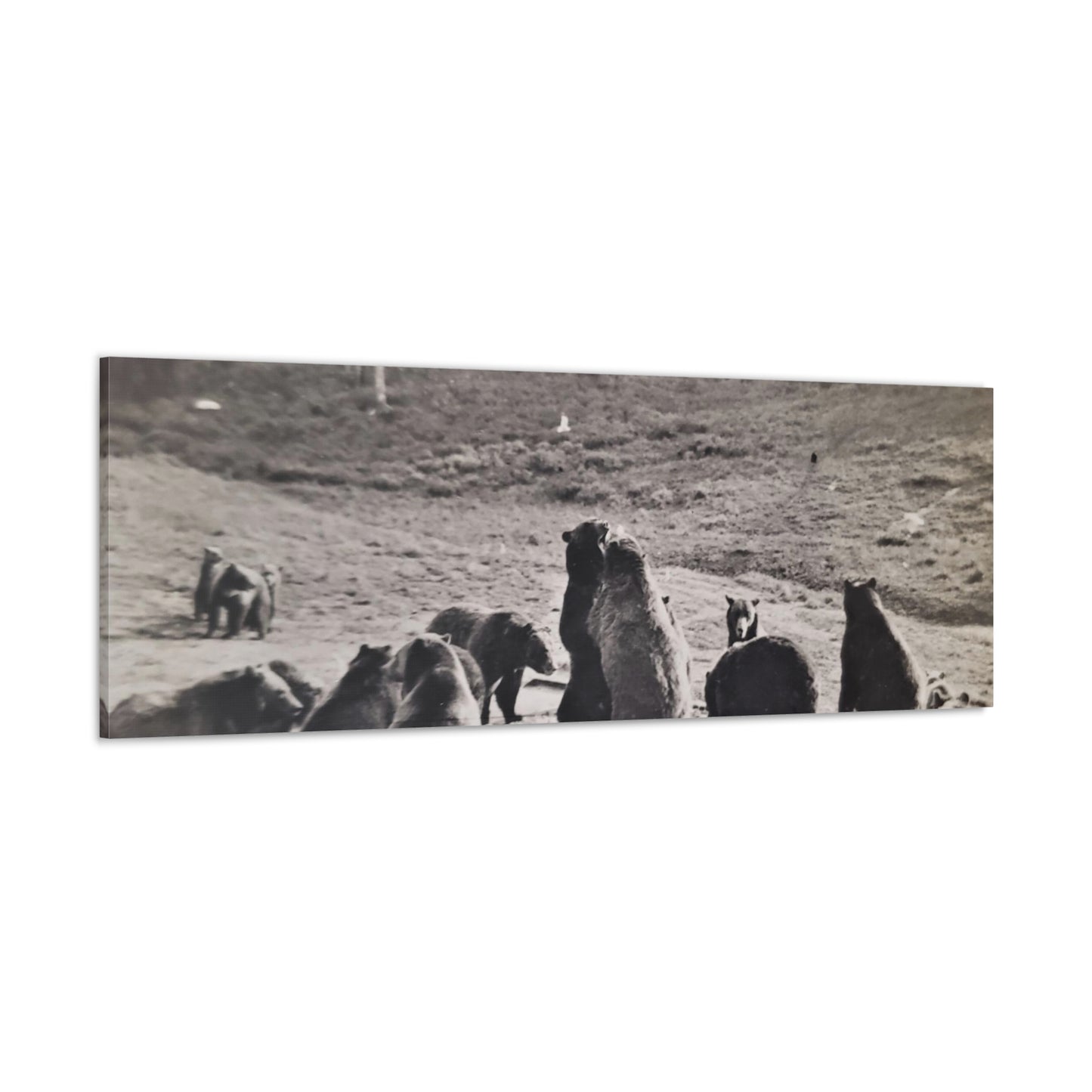 Yellowstone Grizzly Bears Canvas Gallery Wraps