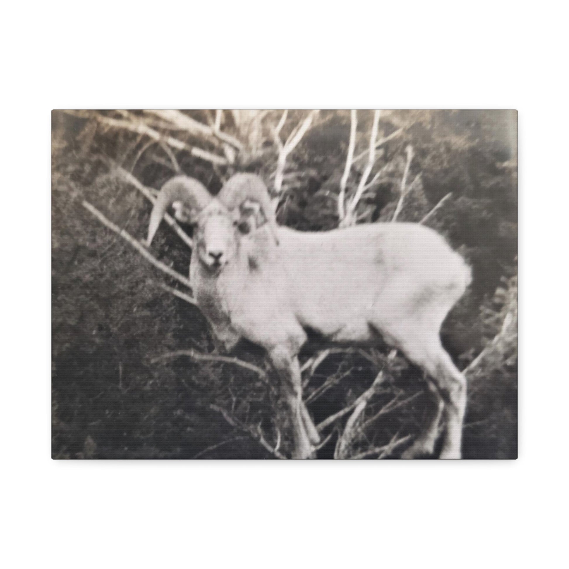 Yellowstone Big Horn Sheep Stretched Canvas