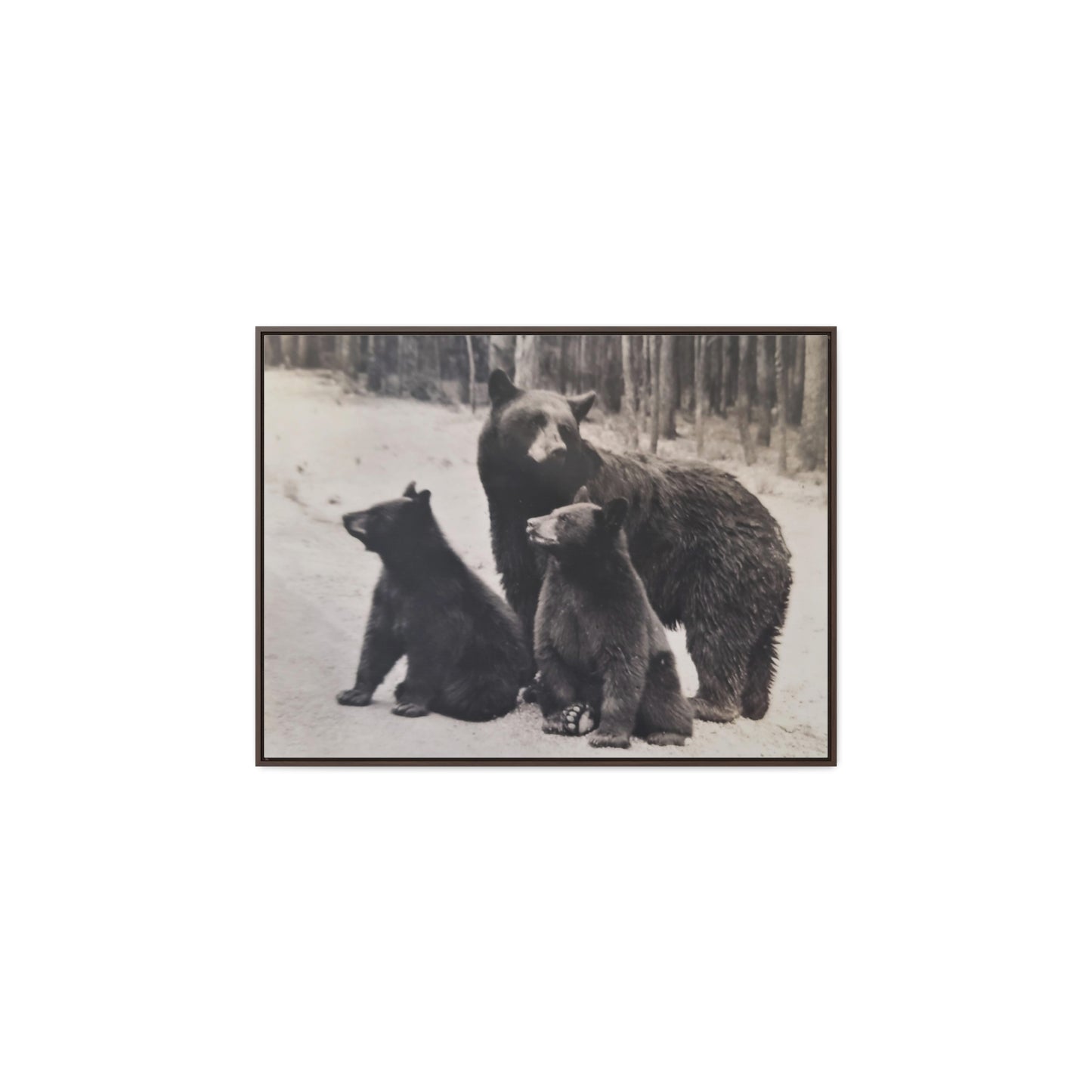 Yellowstone Black Bears Gallery Canvas Wraps, Horizontal Frame