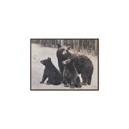 Yellowstone Black Bears Gallery Canvas Wraps