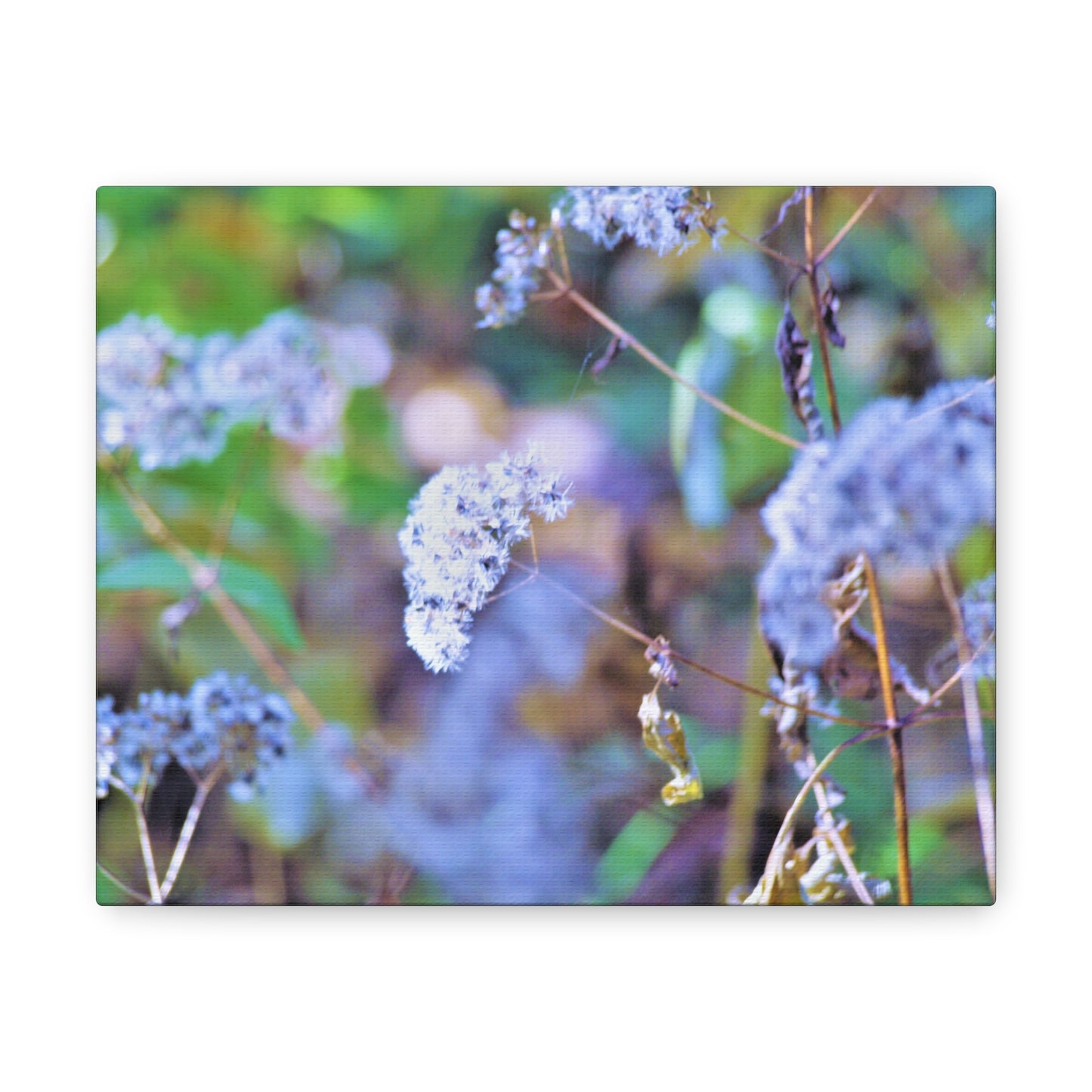 Macro Blue Canvas Gallery Wraps