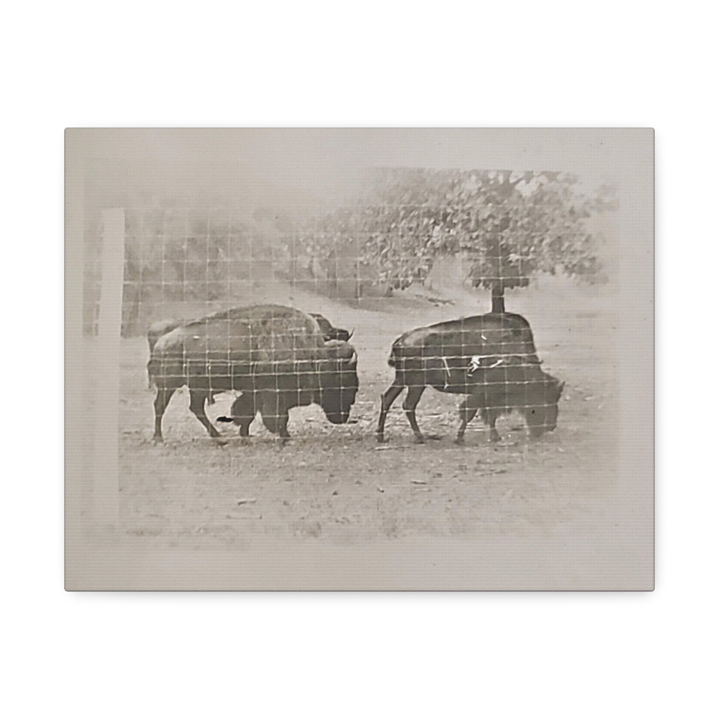 Buffalo at Redwood Falls Stretched Canvas