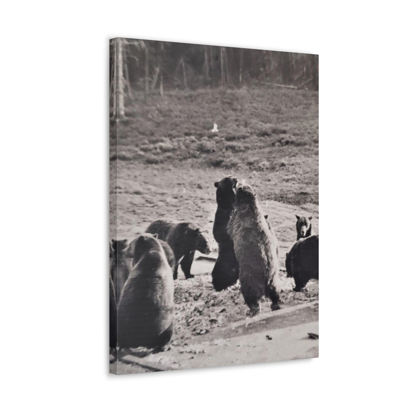 Yellowstone Grizzly Bears Canvas Gallery Wraps