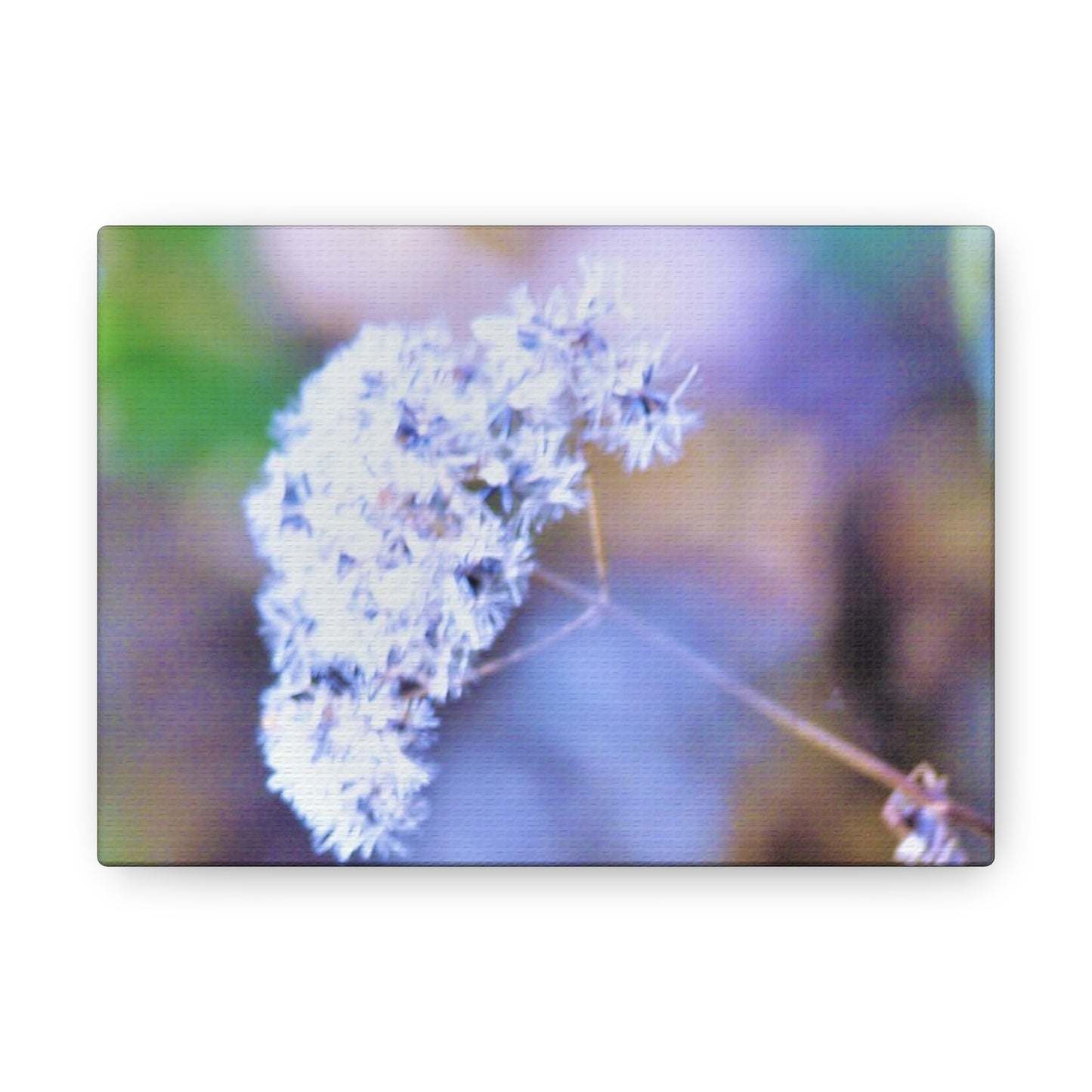 Macro Blue Canvas Gallery Wraps