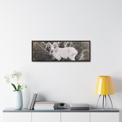 Yellowstone Big Horn Sheep Gallery Canvas Wraps, Horizontal Frame