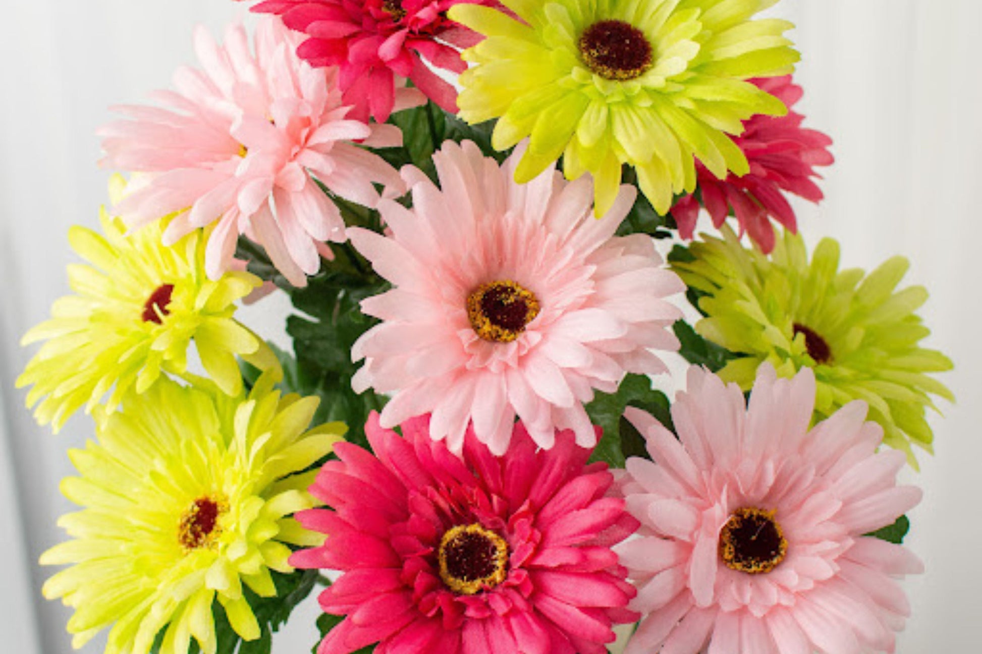 White & Pink Gerbera Daisy Seeds 200+ Flower Seeds - - Flower Seeds