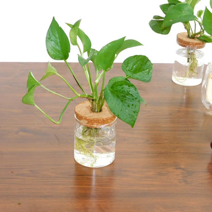 Plant Terrarium Propogation Planters With Lid