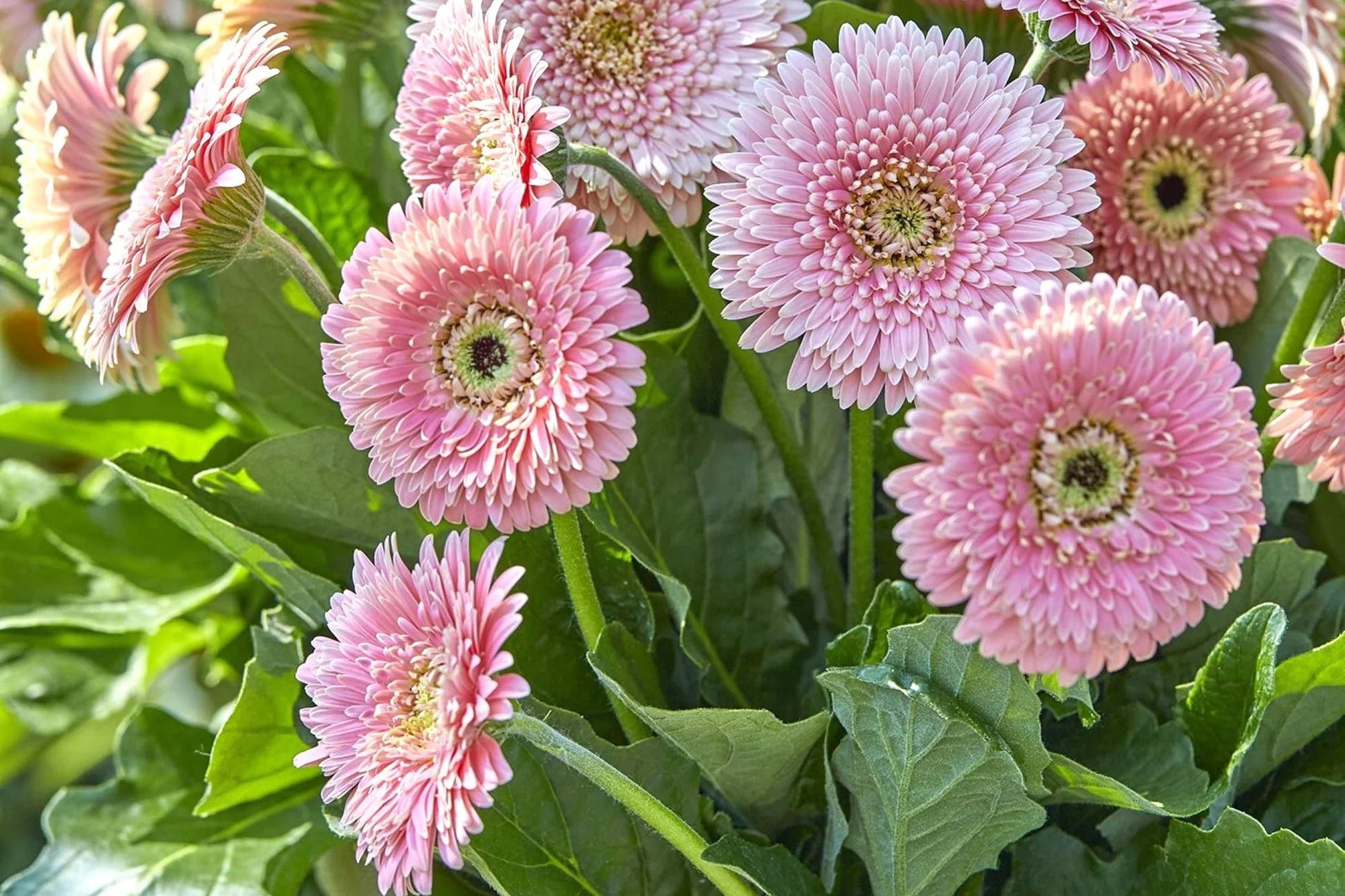 White & Pink Gerbera Daisy Seeds 200+ Flower Seeds - - Flower Seeds