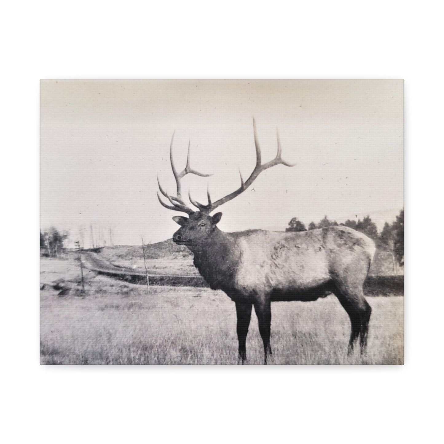 Yellowstone Bull Elk Stretched Canvas