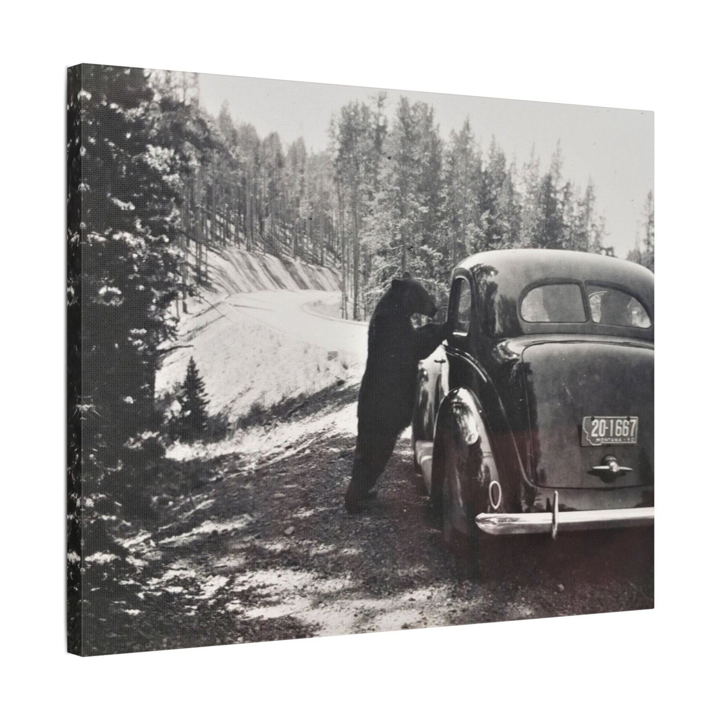 Yellowstone Bear Car Satin Canvas Stretched