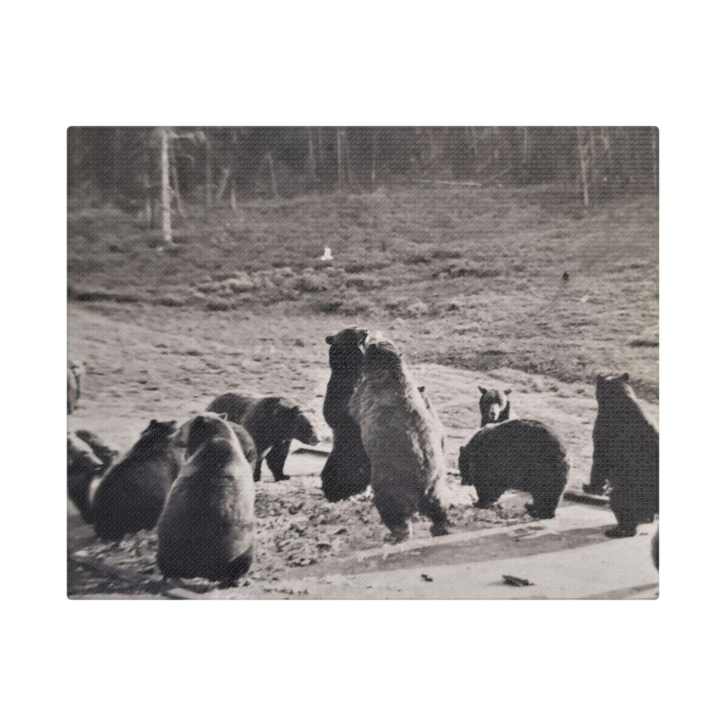 Yellowstone Grizzly Bears Satin Canvas Stretched