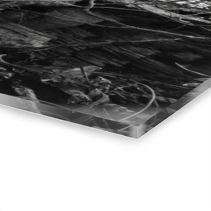 Black & White Forest Acrylic Print French Cleat Hang - - Home Decor
