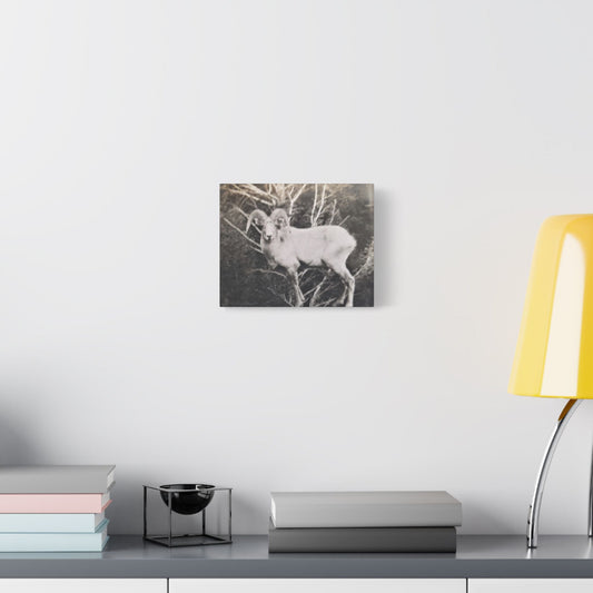 Yellowstone Big Horn Sheep Satin Canvas Stretched 10″ x 8″ (Horizontal) 1.5"