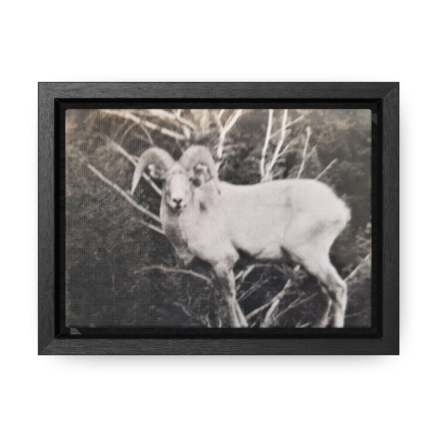 Yellowstone Big Horn Sheep Gallery Canvas Wraps, Horizontal Frame