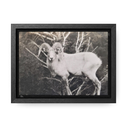 Yellowstone Big Horn Sheep Gallery Canvas Wraps, Horizontal Frame