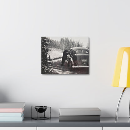 Yellowstone Bear Car Stretched Canvas 1.5" 14″ x 11″
