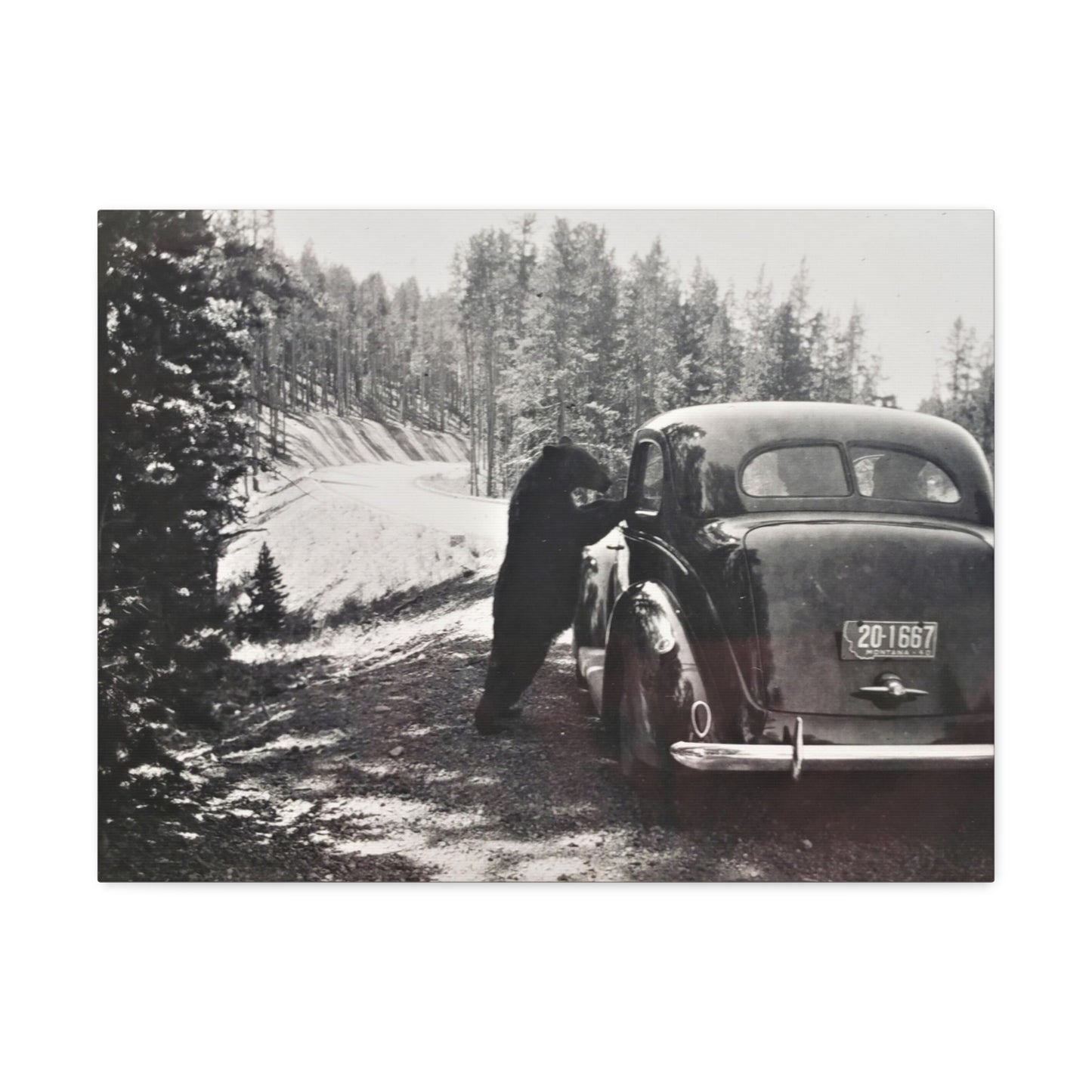 Yellowstone Bear Car Stretched Canvas