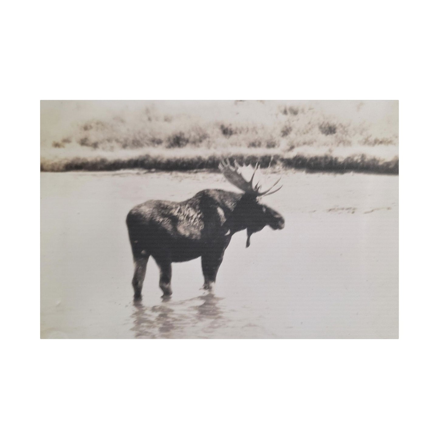 Yellowstone Bull Moose Satin Canvas, Stretched