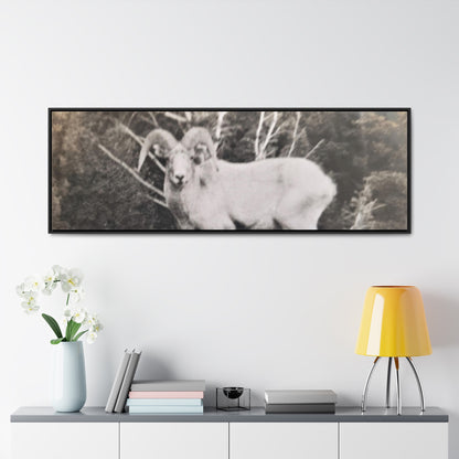 Yellowstone Big Horn Sheep Gallery Canvas Wraps, Horizontal Frame