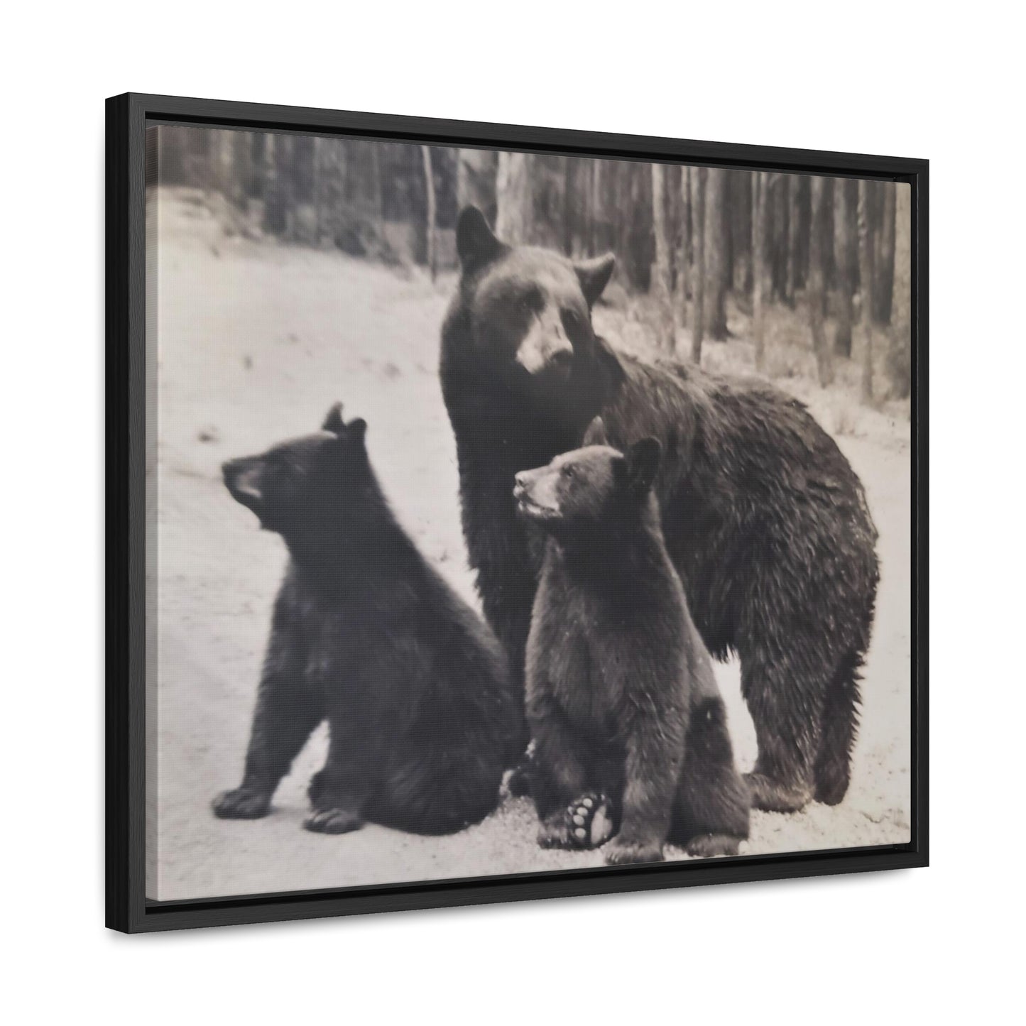 Yellowstone Black Bears Gallery Canvas Wraps, Horizontal Frame