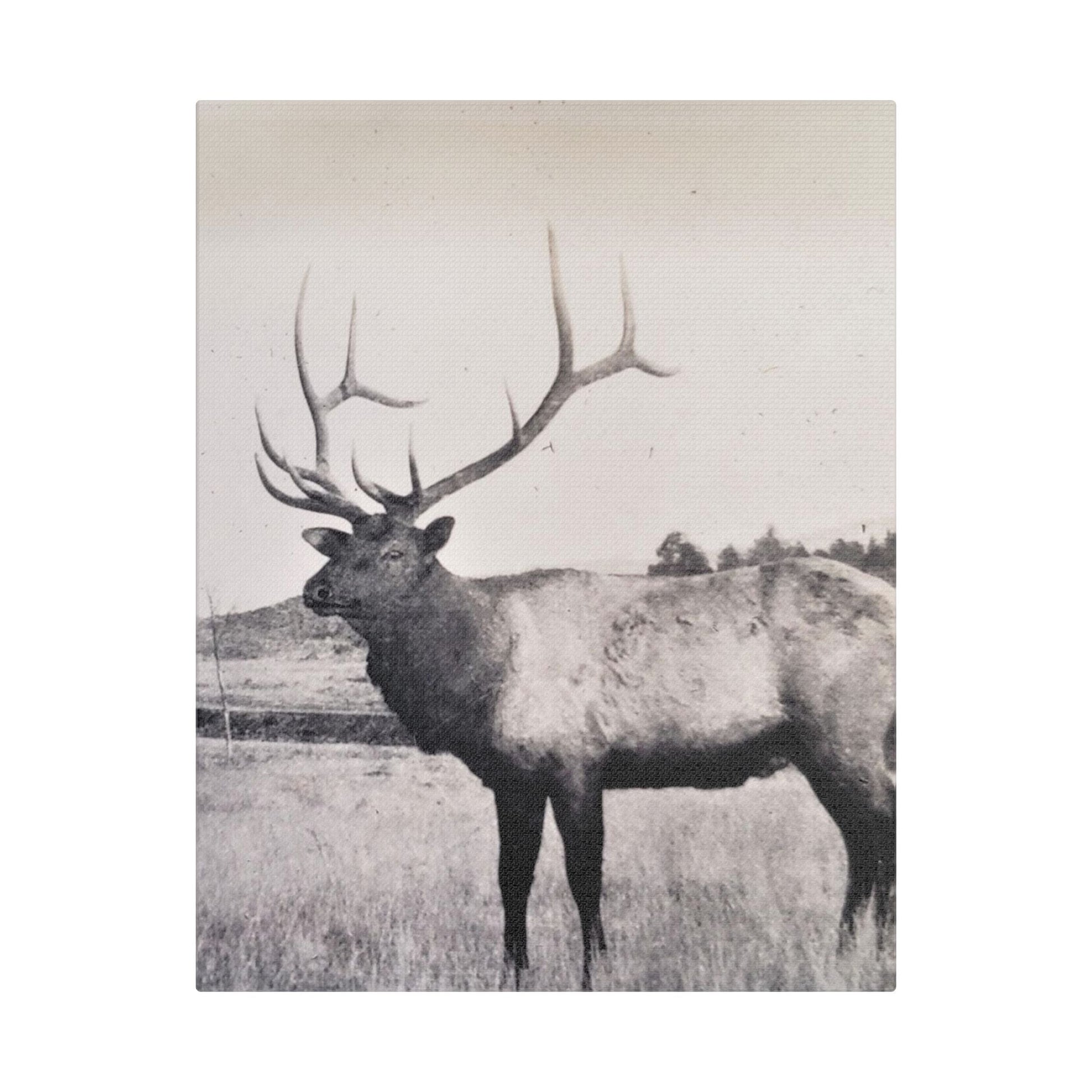 Yellowstone Bull Elk Satin Canvas Stretched