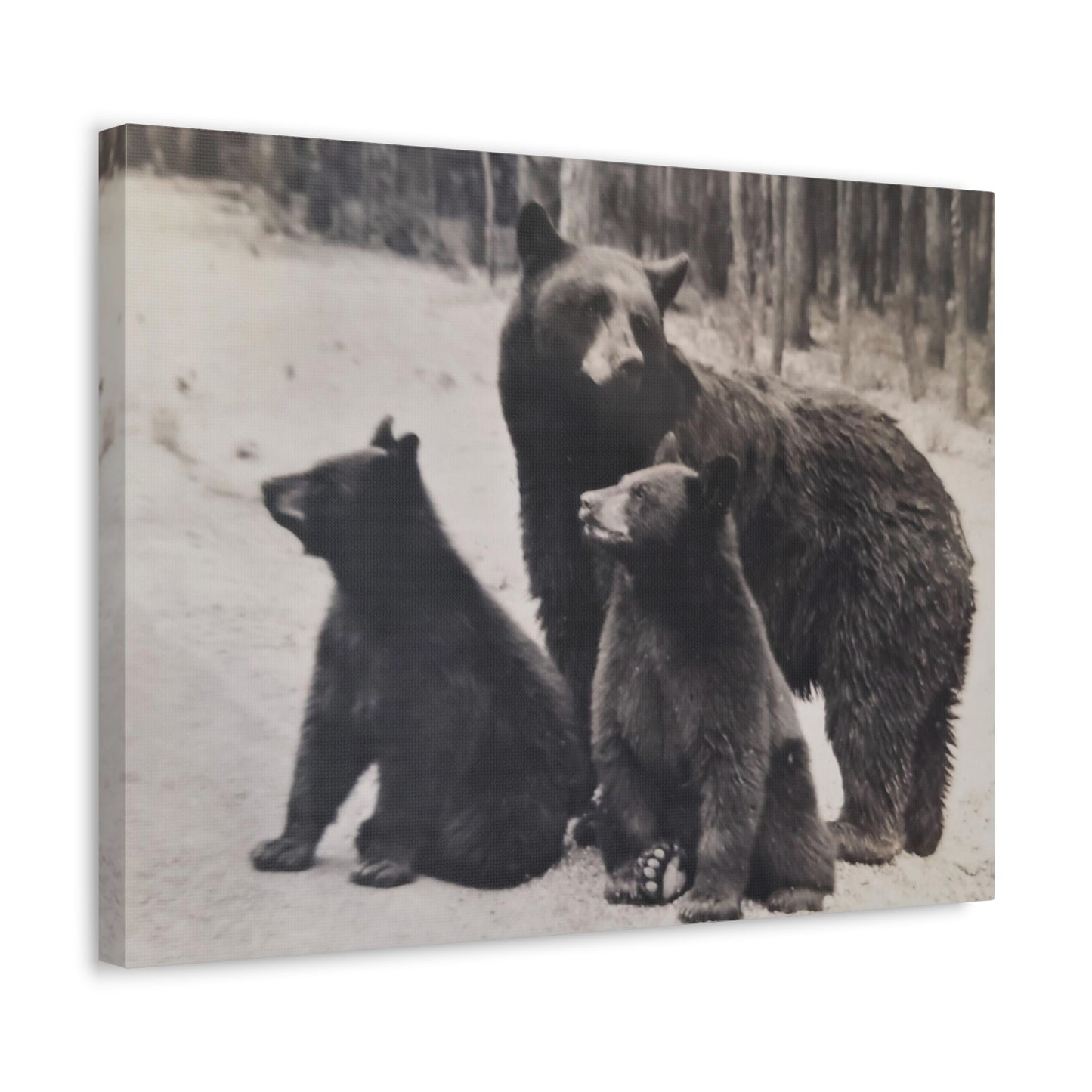 Yellowstone Black Bears Stretched Canvas