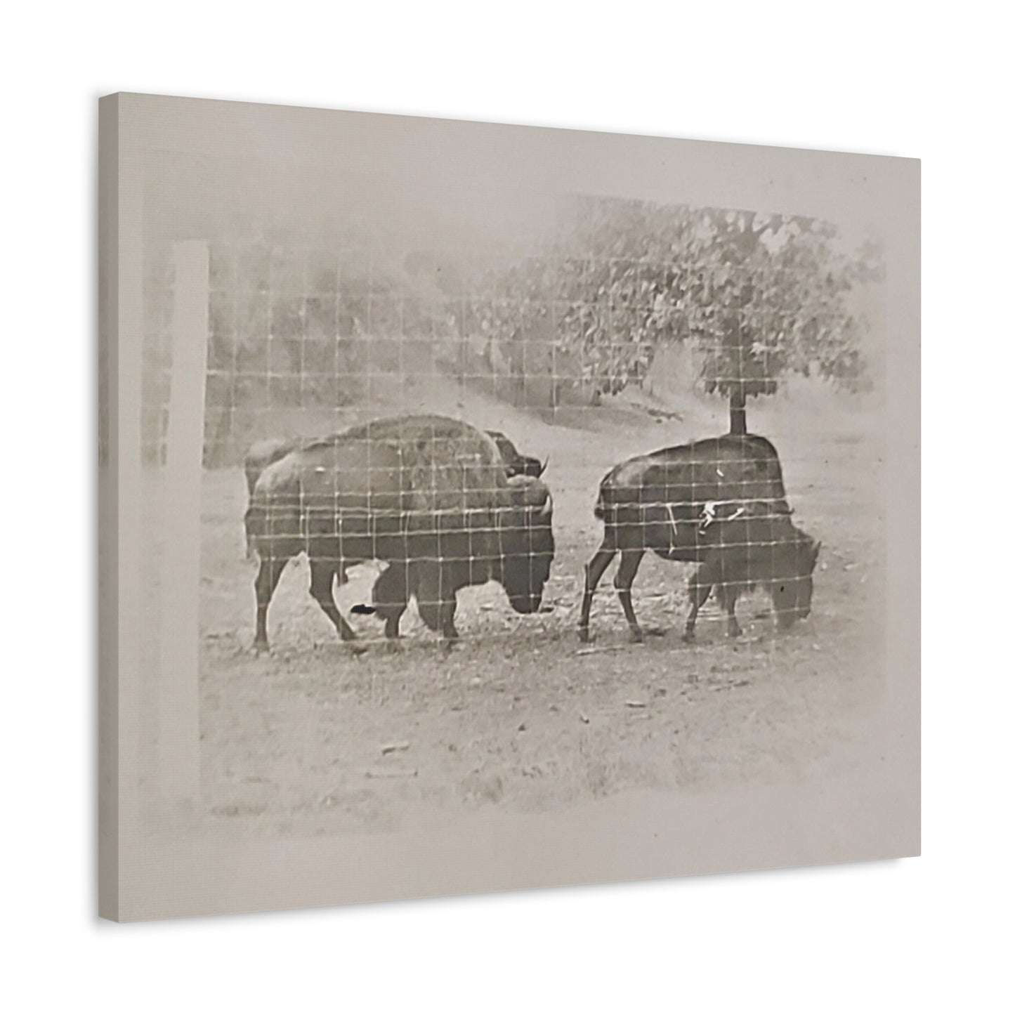 Buffalo at Redwood Falls Stretched Canvas