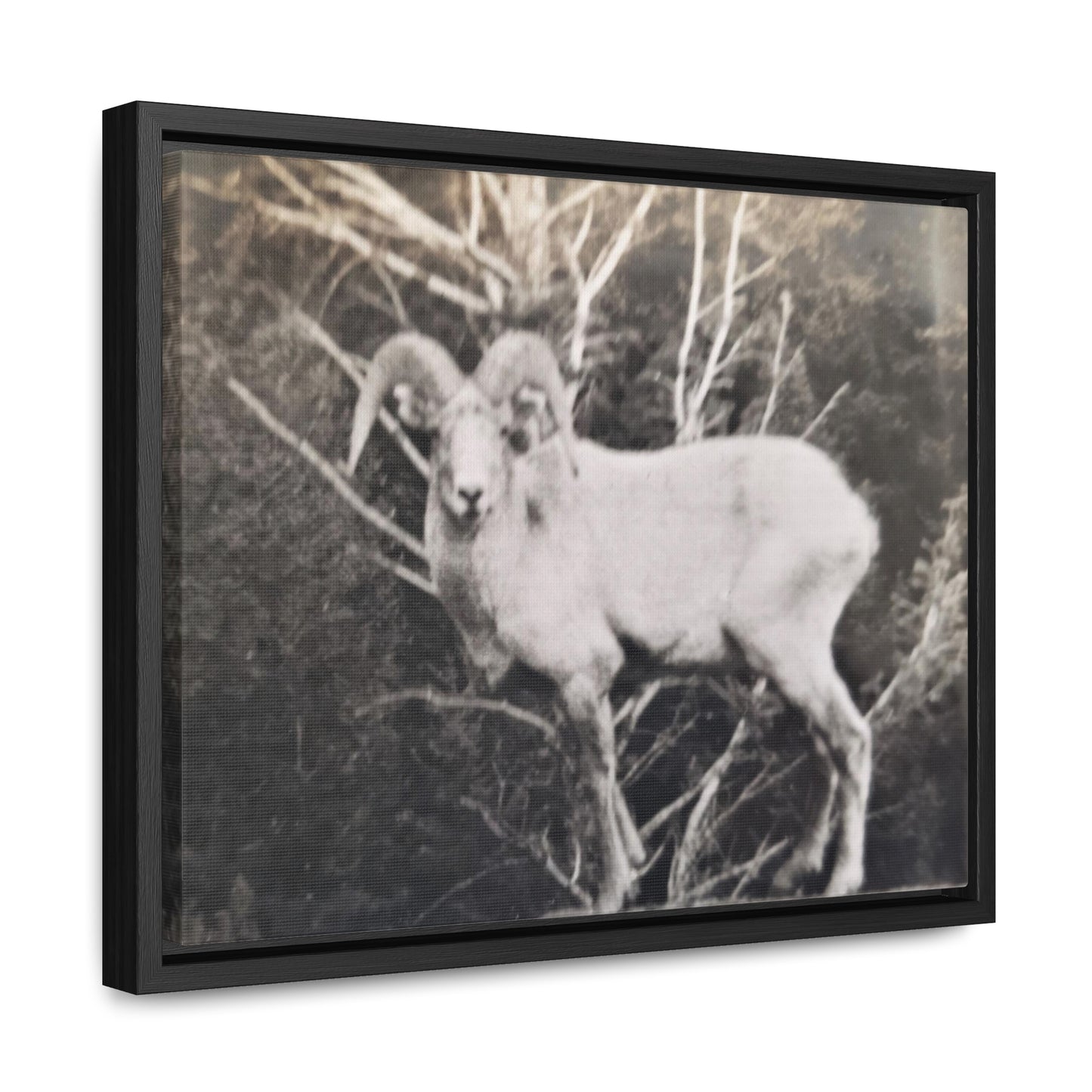 Yellowstone Big Horn Sheep Gallery Canvas Wraps, Horizontal Frame