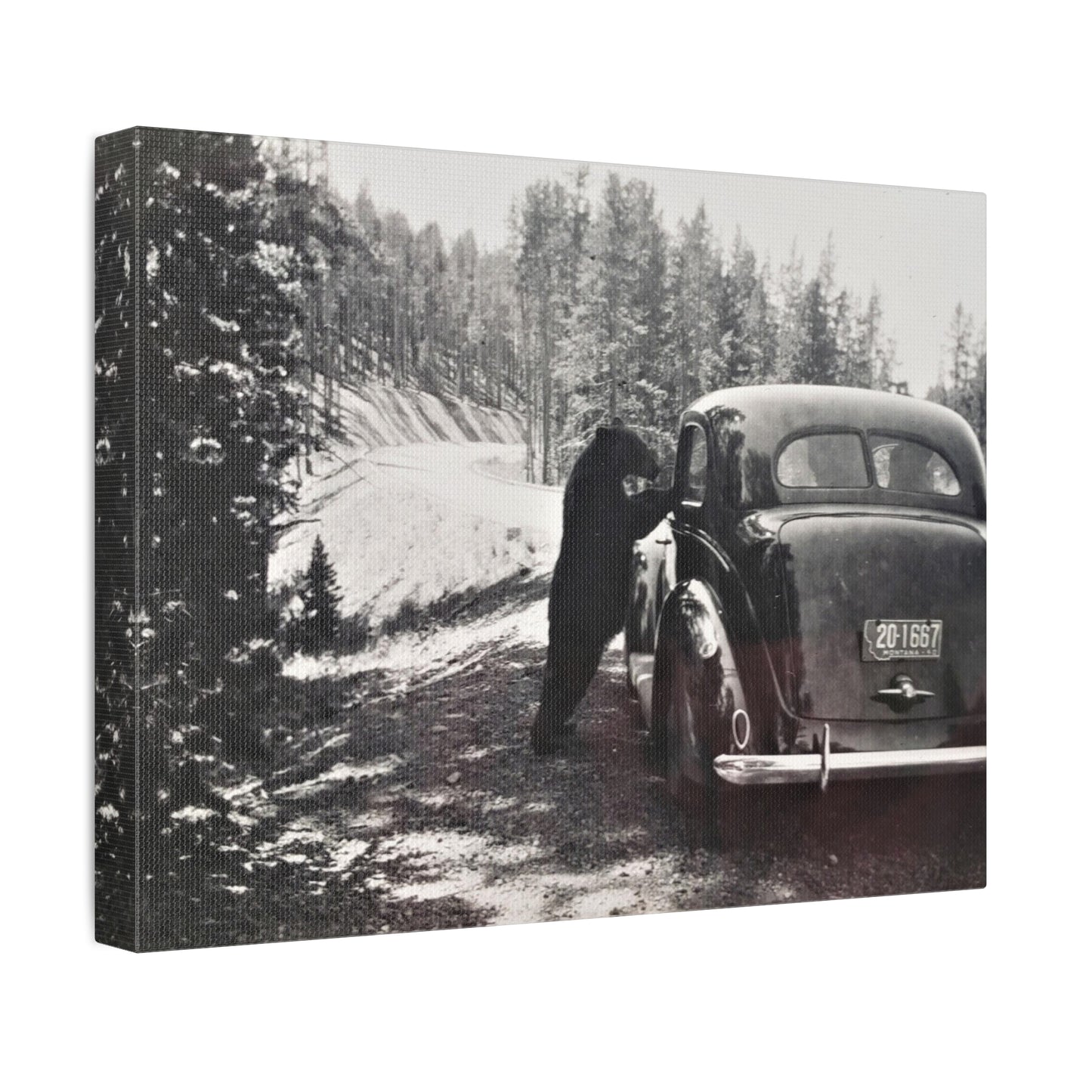 Yellowstone Bear Car Stretched Canvas